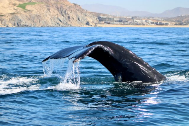 Humpback whale tail rising from the sea off Los Cabos