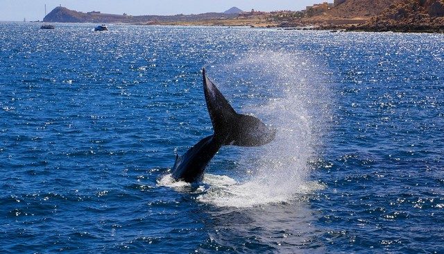 Humpback whale breaching in the ocean off Cabo San Lucas