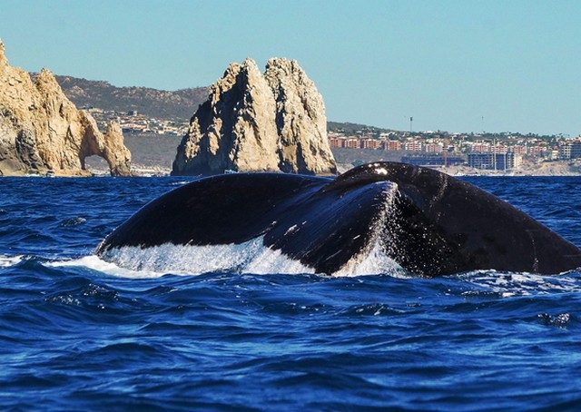 Humpback whale surfacing near the rocks of Land's End